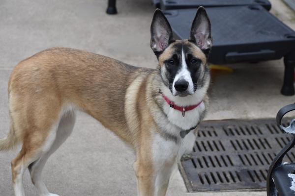 Sweet Potato, Adoptable, Young Female Mixed Breed.