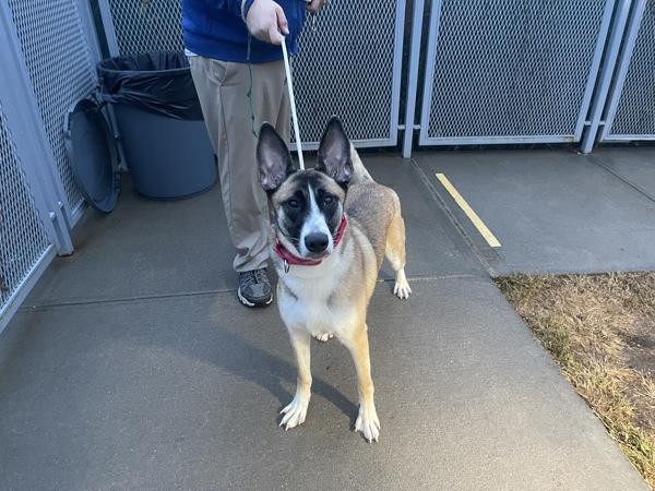 Sweet Potato, Adoptable, Young Female Mixed Breed.