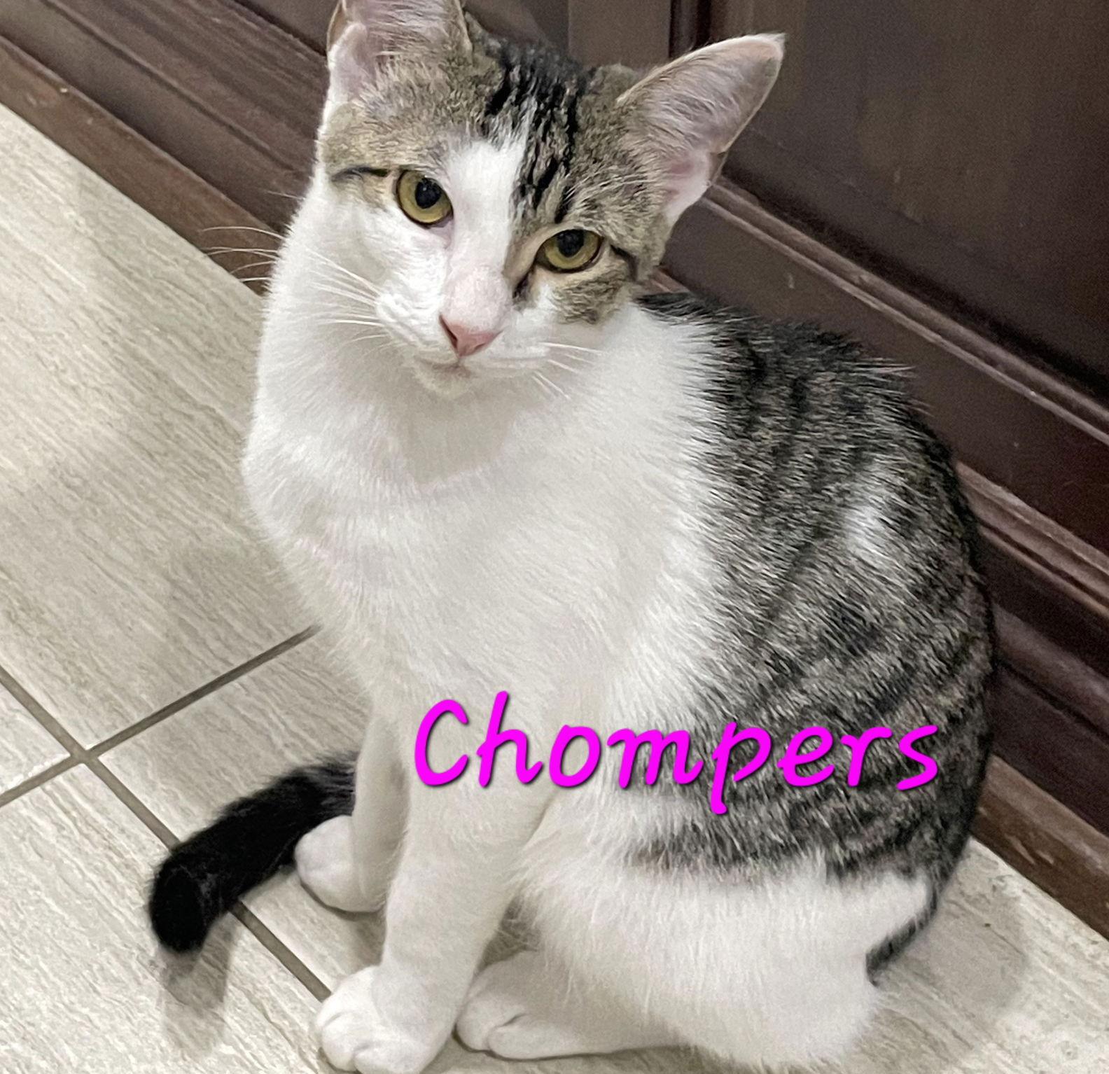 Chompers #more-purrs-less-drama, Adoptable, Young Female Tabby.