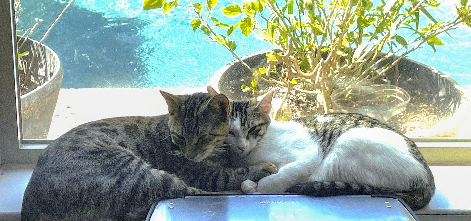 Enlarge Chompers #more-purrs-less-drama, a Adoptable Tabby in Houston, TX image 2/2
