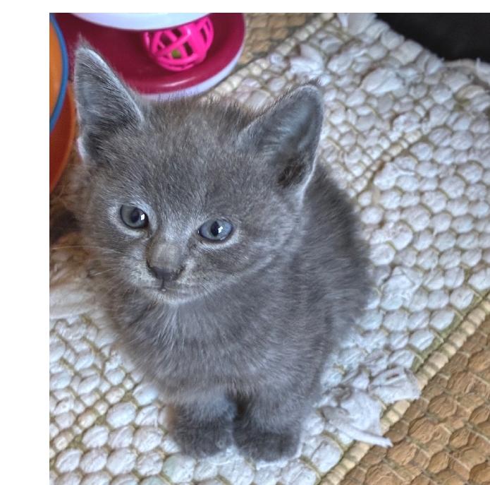 Andy, Adoptable, Kitten Male Domestic Short Hair.