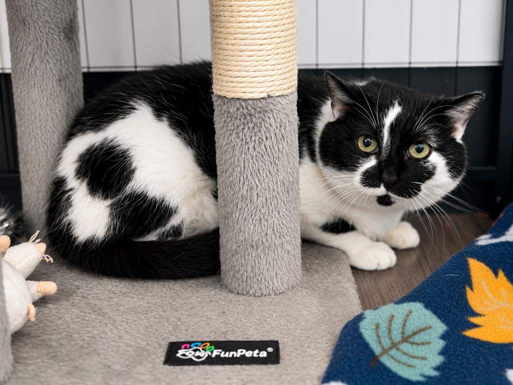 Elsa, Adoptable, Adult Female Domestic Short Hair.