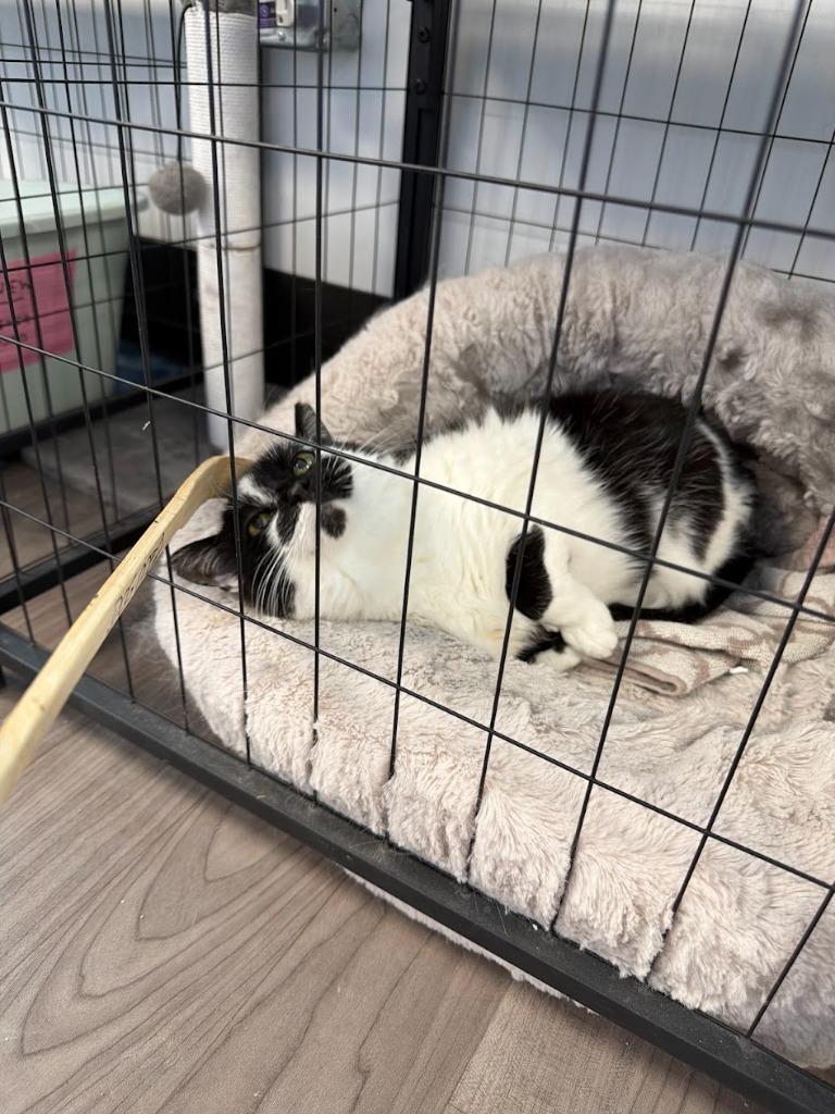 Enlarge Elsa, a Adoptable mixed breed in New Kensington, PA image 3/6