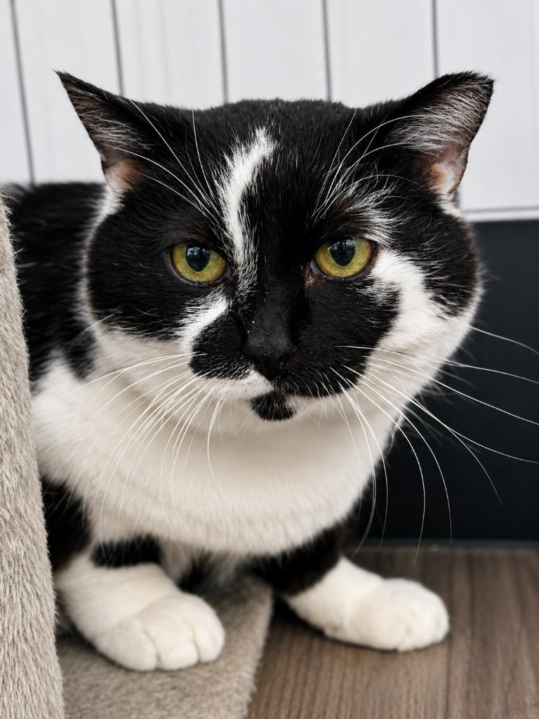Elsa, a Adoptable mixed breed in New Kensington, PA image 3/4