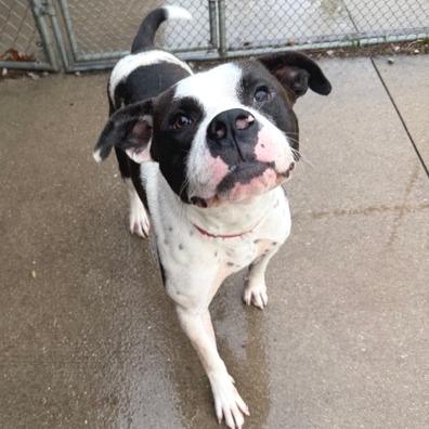 Enlarge Pookiebutt, a Adoptable Mixed Breed in Edwardsville, IL image 1/6