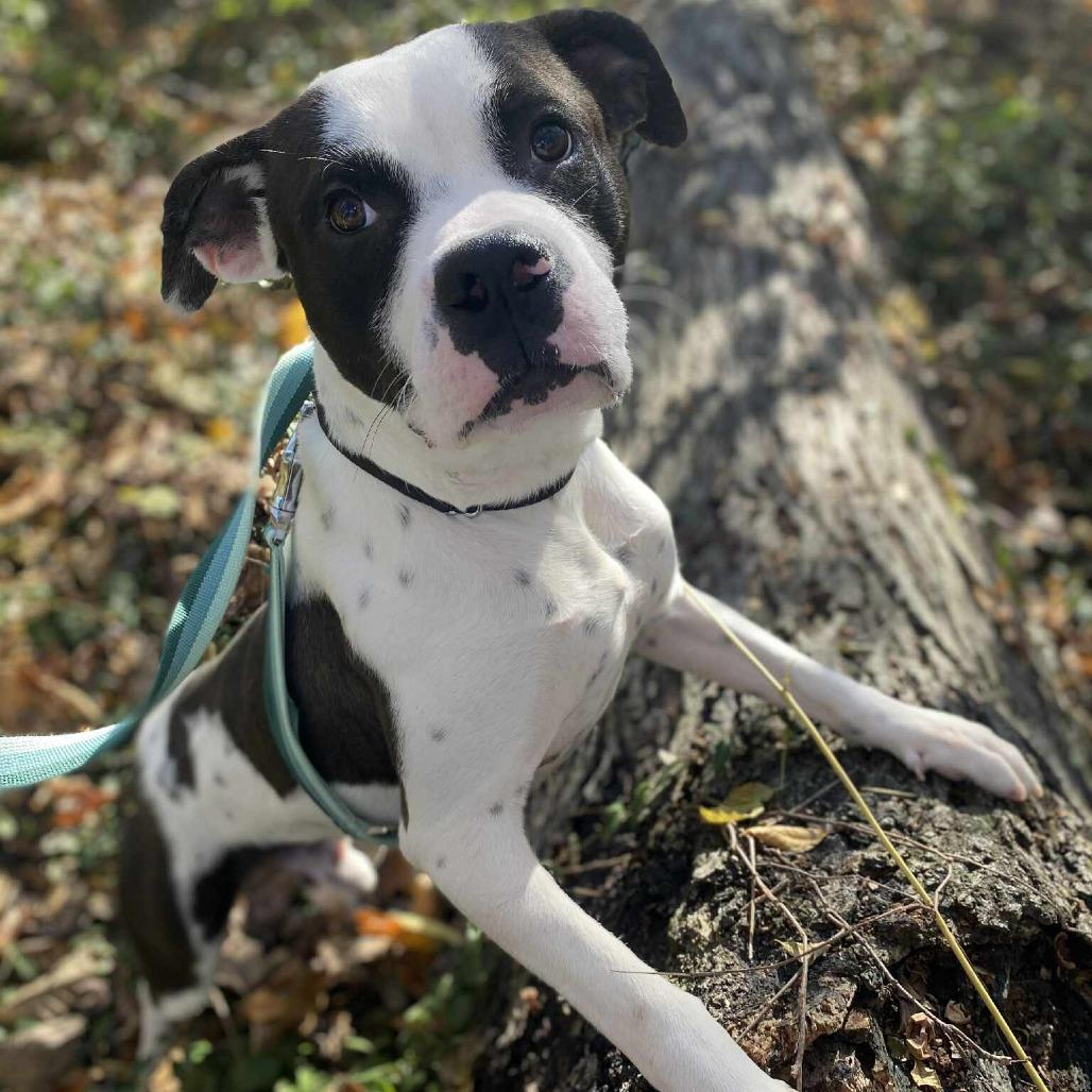 Enlarge Pookiebutt, a Adoptable Mixed Breed in Edwardsville, IL image 1/6