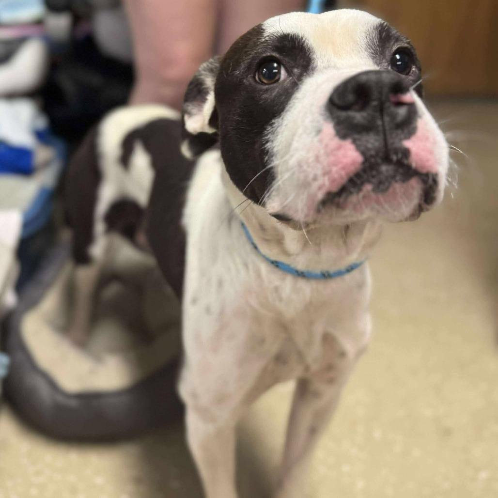 Pookiebutt, Adoptable, Young Male Mixed Breed.