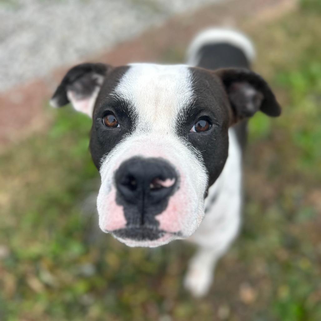 Enlarge Pookiebutt, a Adoptable Mixed Breed in Edwardsville, IL image 3/6
