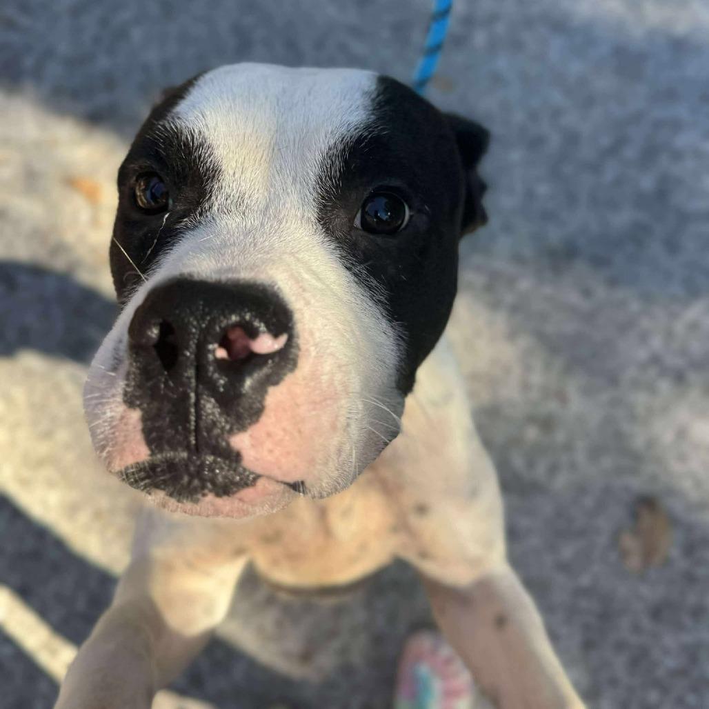 Enlarge Pookiebutt, a Adoptable Mixed Breed in Edwardsville, IL image 4/6