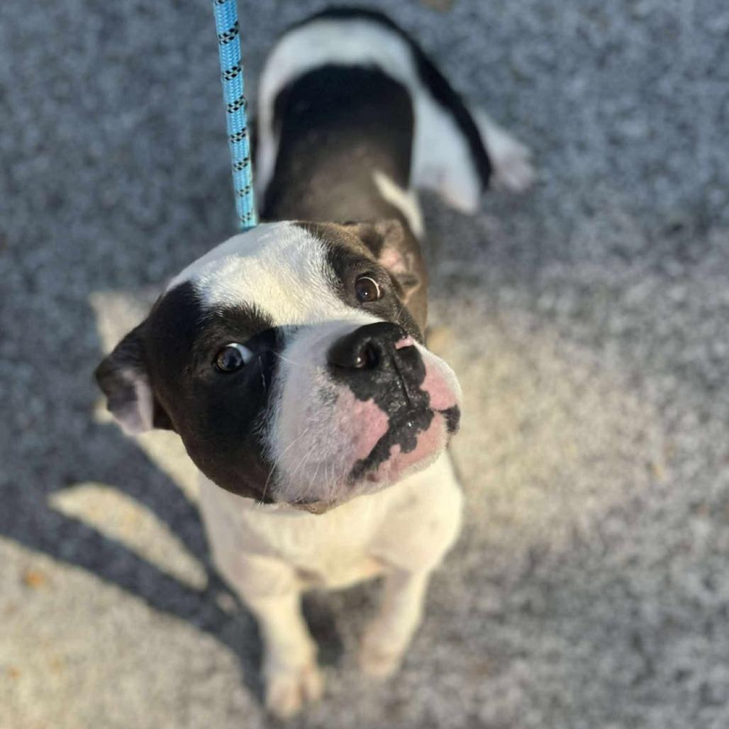 Enlarge Pookiebutt, a Adoptable Mixed Breed in Edwardsville, IL image 5/6