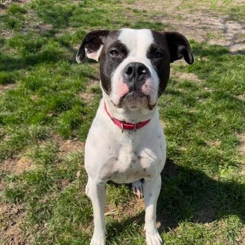 Enlarge Pookiebutt, a Adoptable Mixed Breed in Edwardsville, IL image 6/6