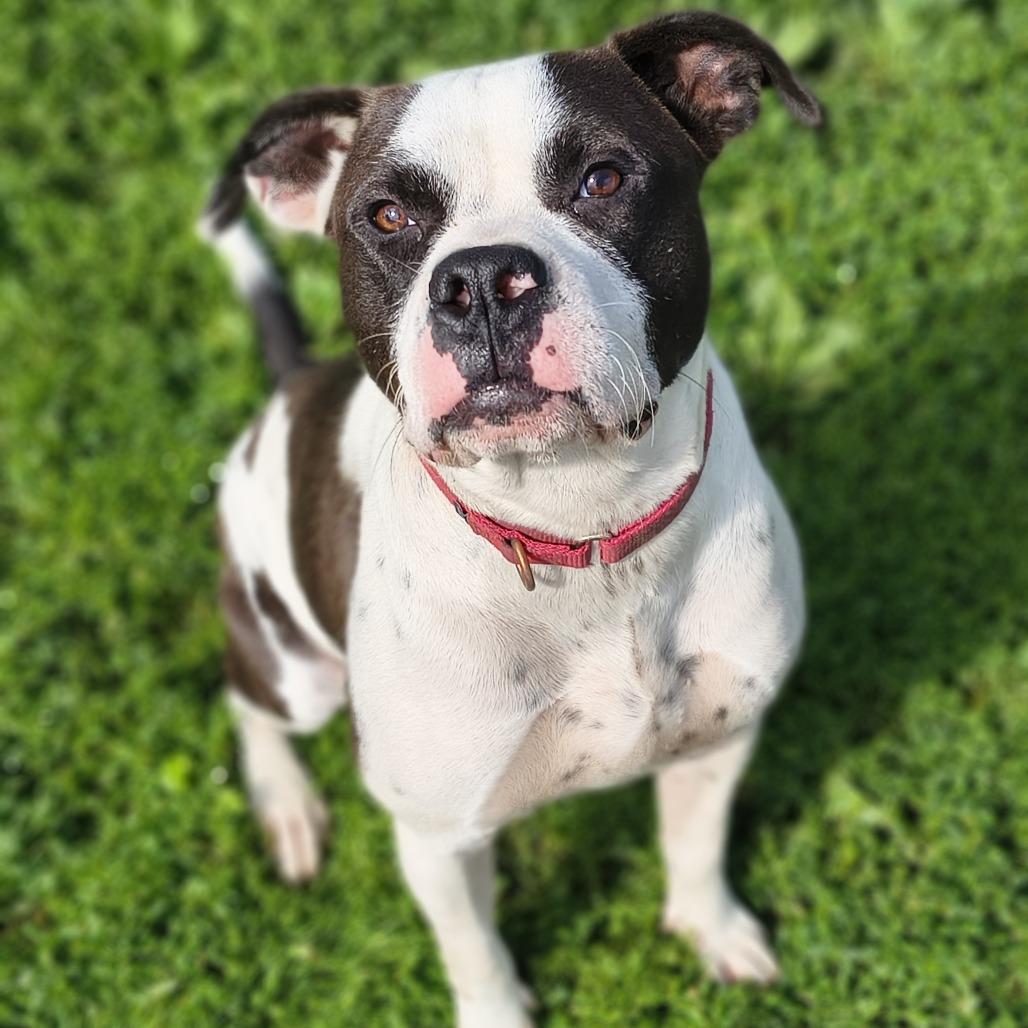 Enlarge Pookiebutt, a Adoptable Mixed Breed in Edwardsville, IL image 6/6