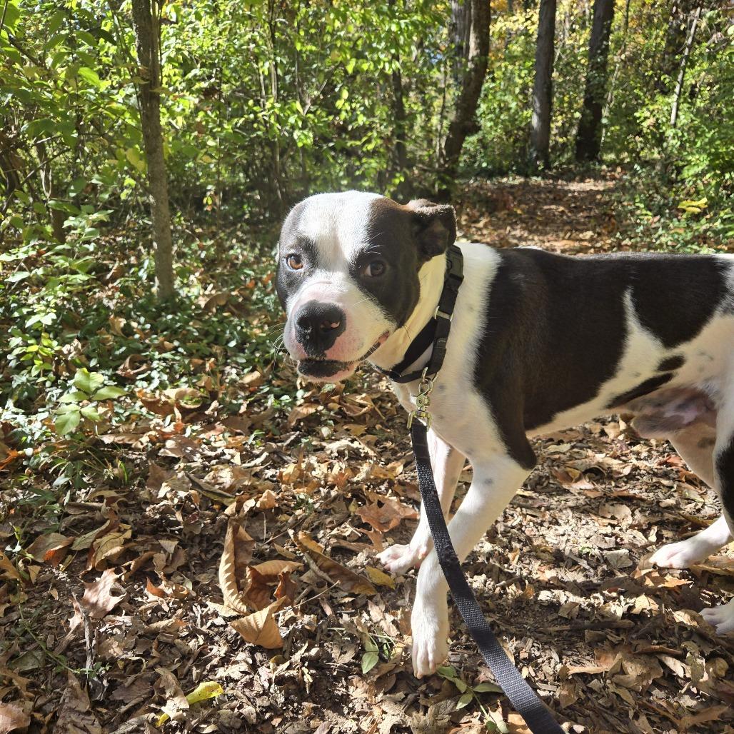 Enlarge Pookiebutt, a Adoptable Mixed Breed in Edwardsville, IL image 6/6