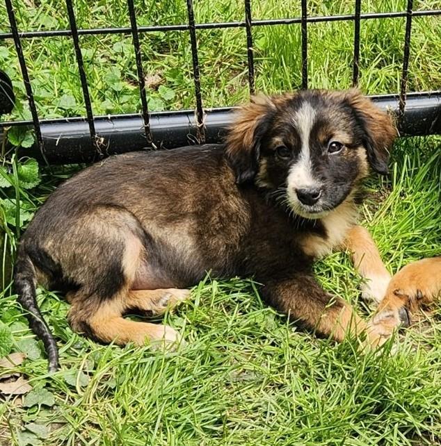 Enlarge Foxtrot, an adopted Australian Shepherd in New Albany, OH image 1/2