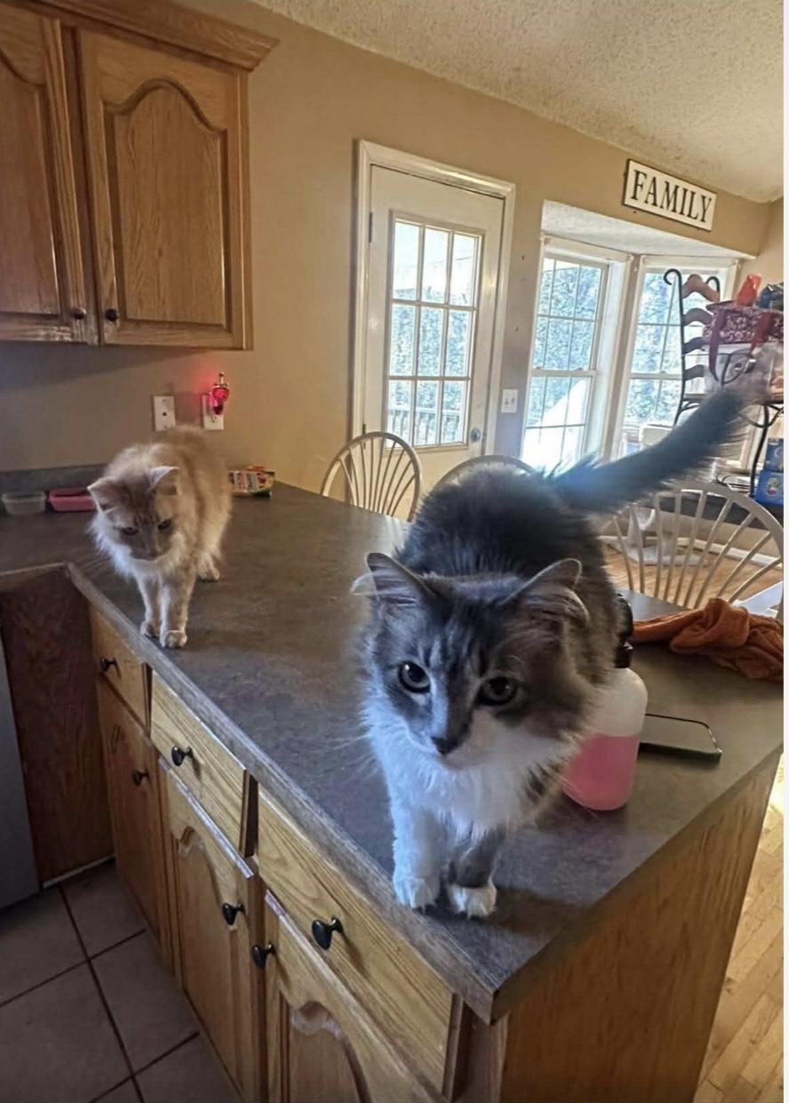 Sullie, Adopted, Adult Male Domestic Long Hair.