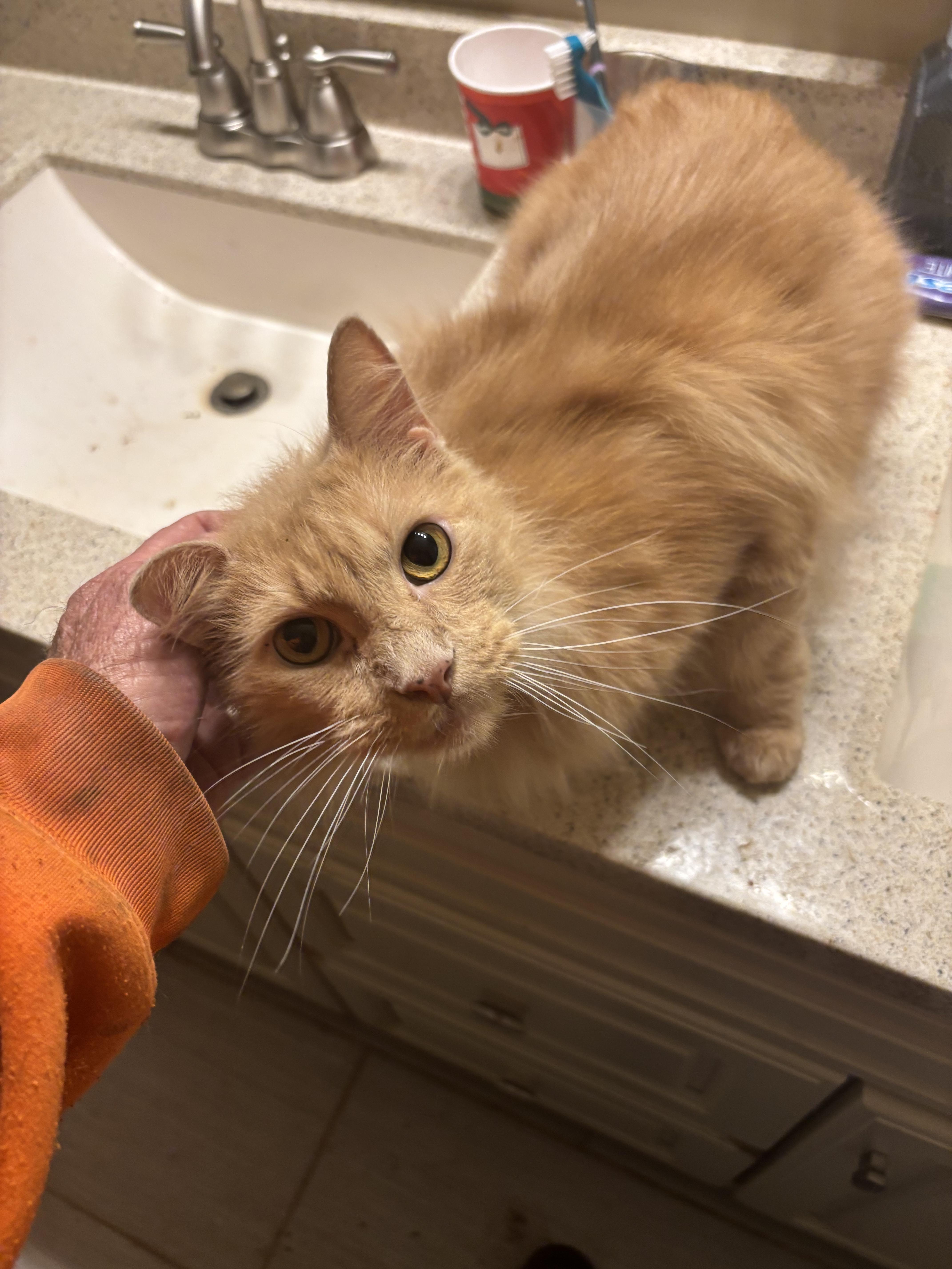 Enlarge Sullie, a Adopted mixed breed in Randolph, AL image 2/5