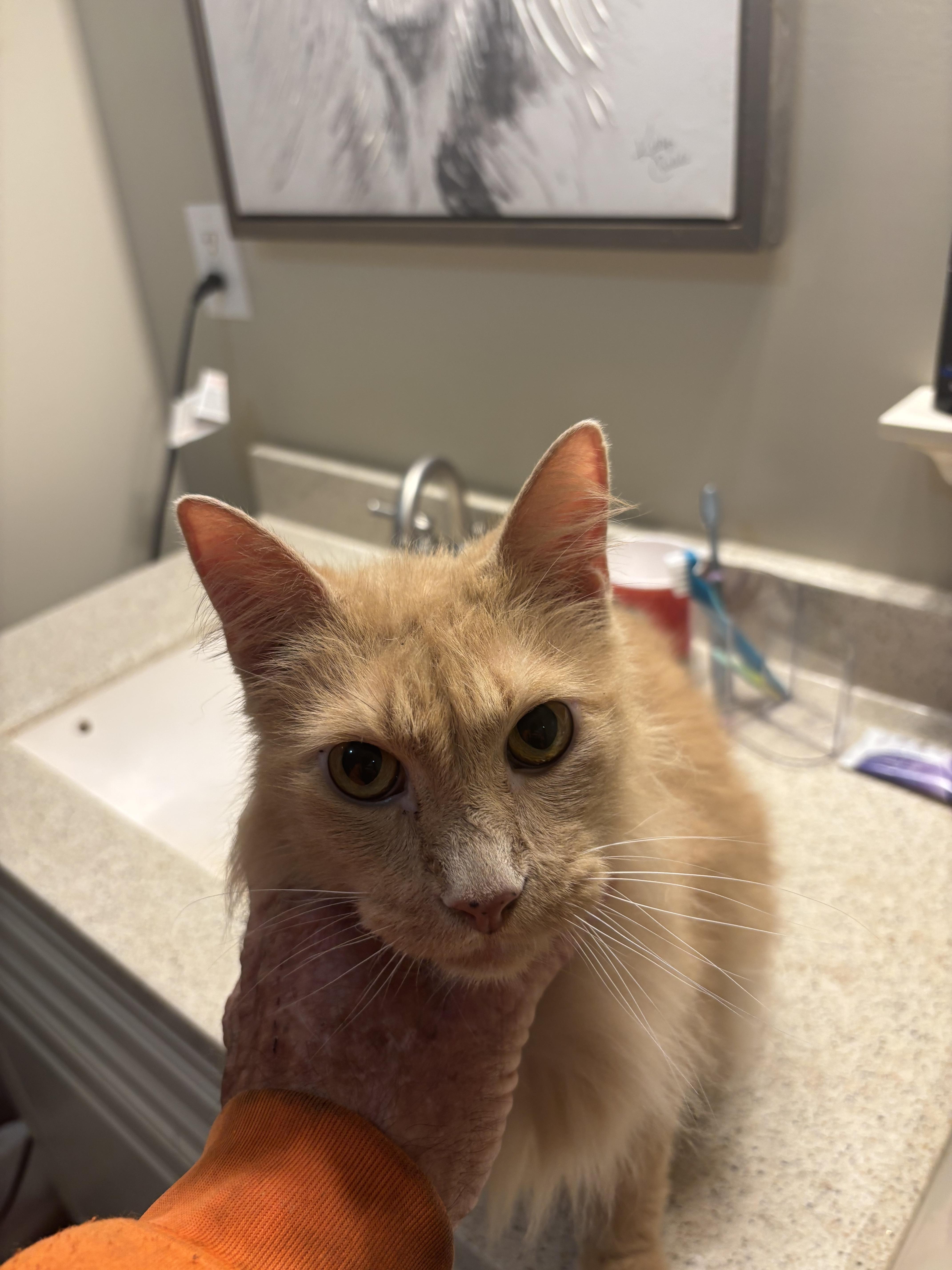 Enlarge Sullie, a Adopted mixed breed in Randolph, AL image 4/5