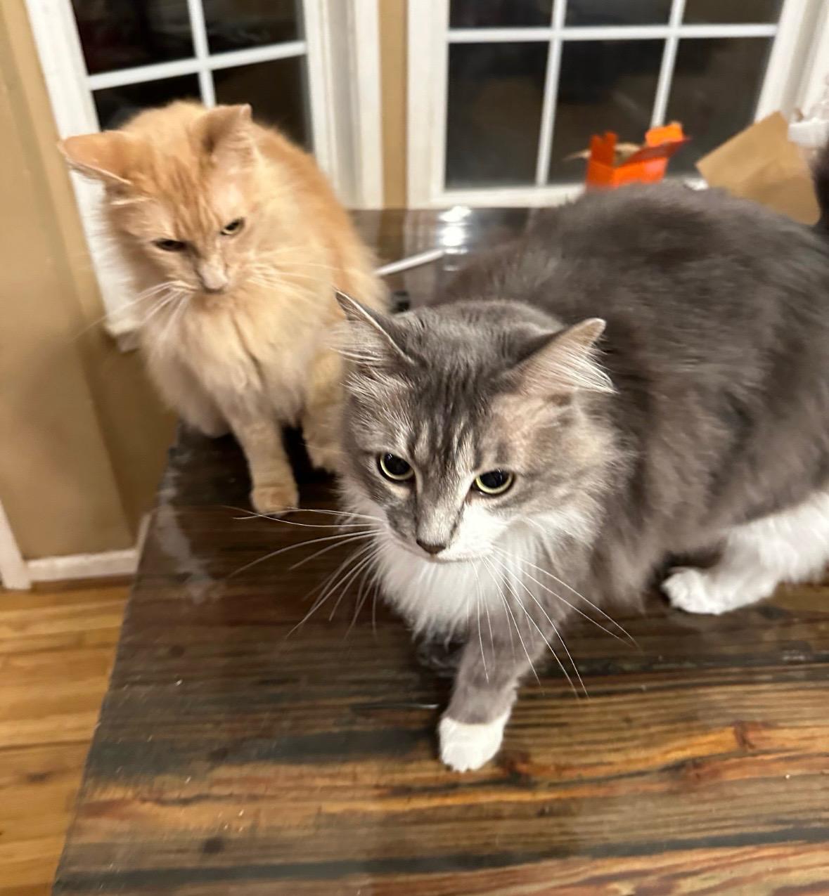 Enlarge Sullie, a Adopted mixed breed in Randolph, AL image 5/5