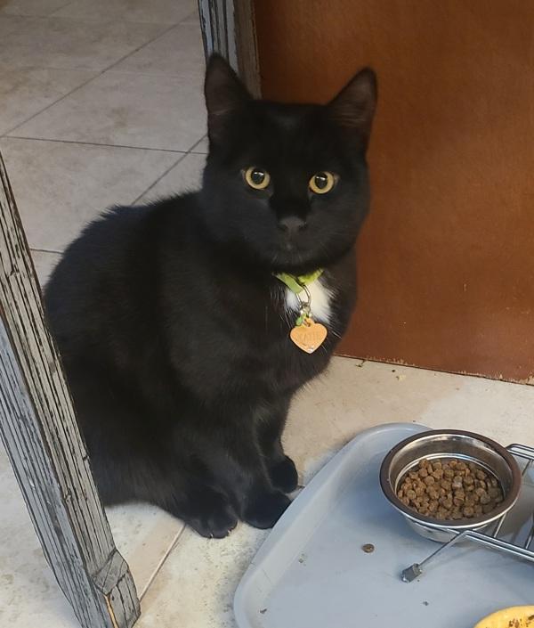 Katie, Adoptable, Adult Female Domestic Short Hair.