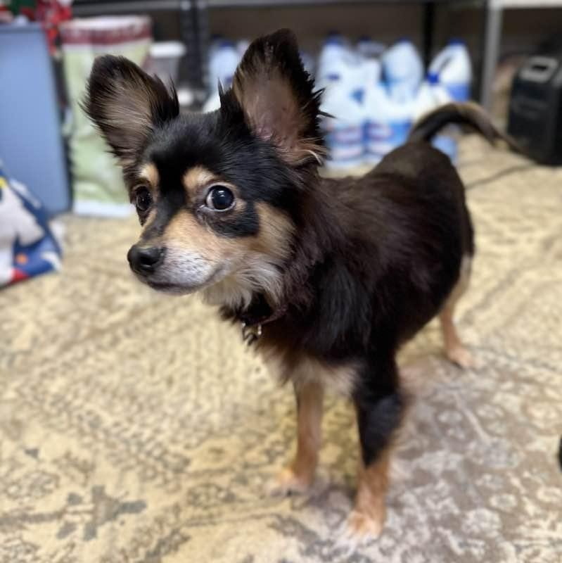 Enlarge Rocky, a ADOPTABLE Chihuahua in Washington, PA image 2/3