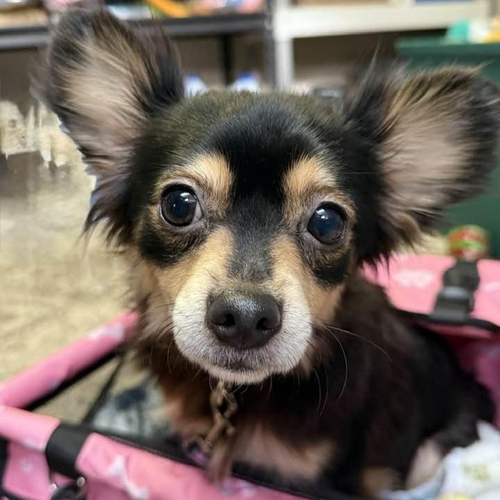 Rocky, ADOPTABLE, Adult Male Chihuahua.