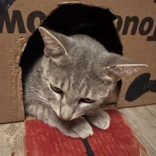 Amelia