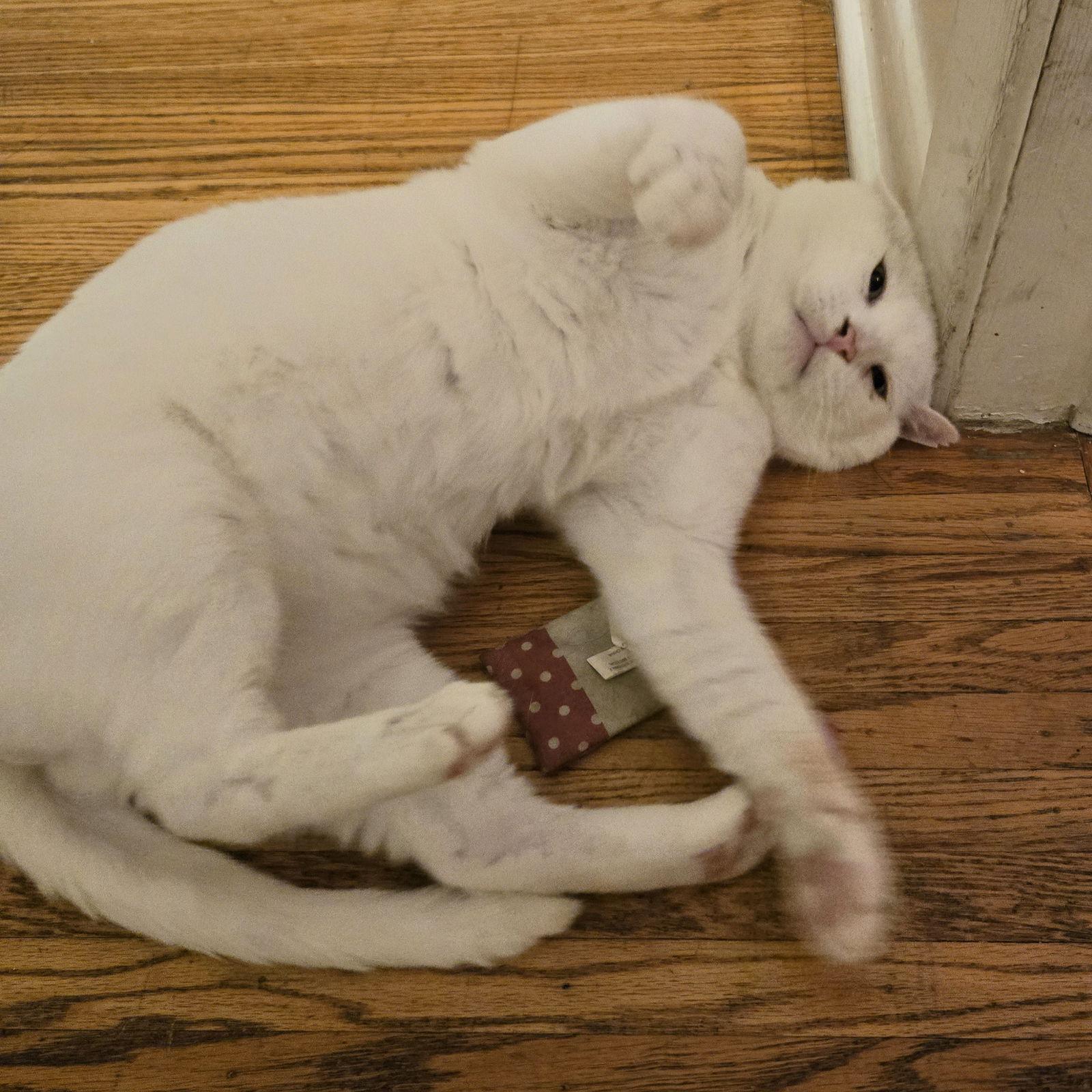 Ryker, Adoptable, Adult Male Domestic Short Hair.