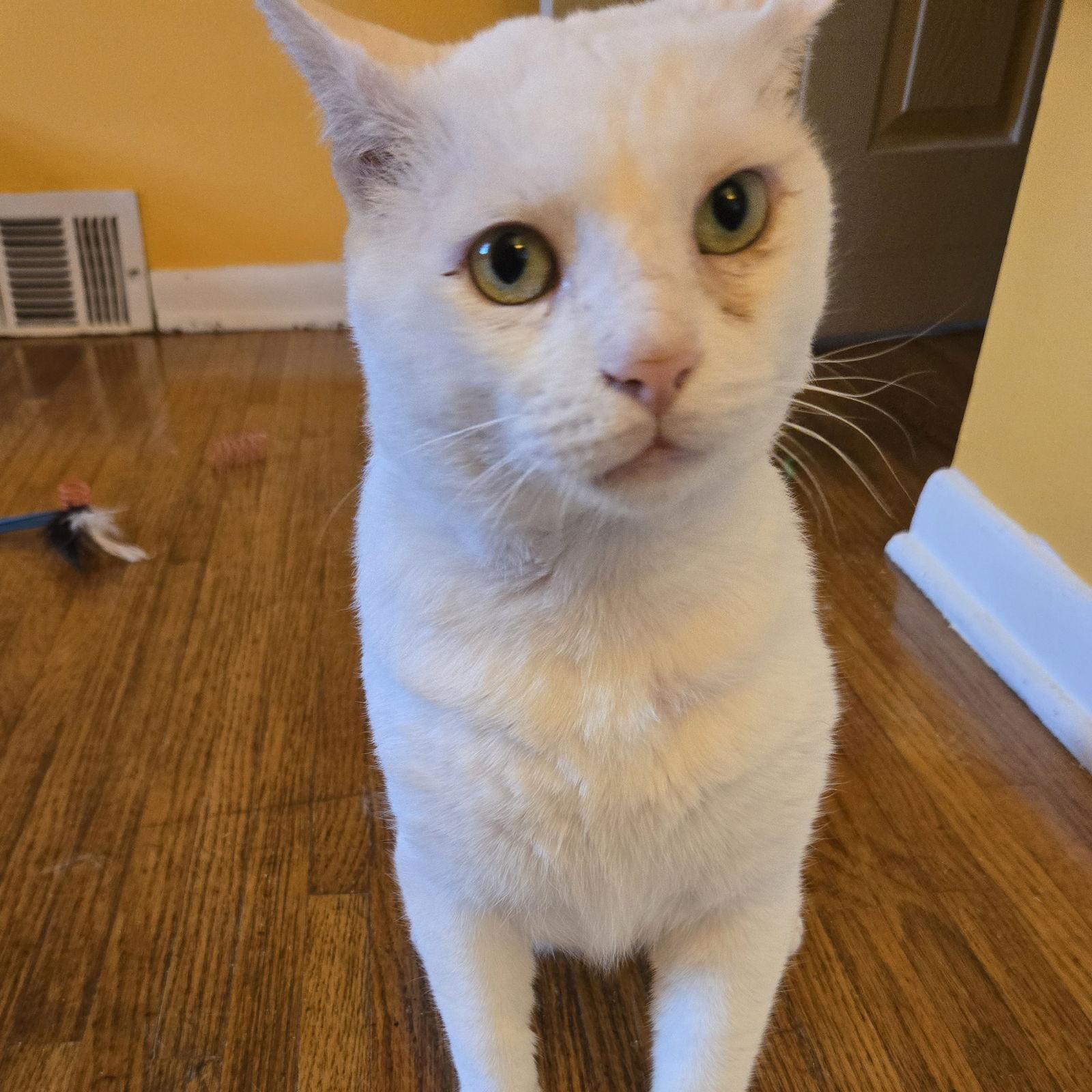 Ryker, Adoptable, Adult Male Domestic Short Hair.