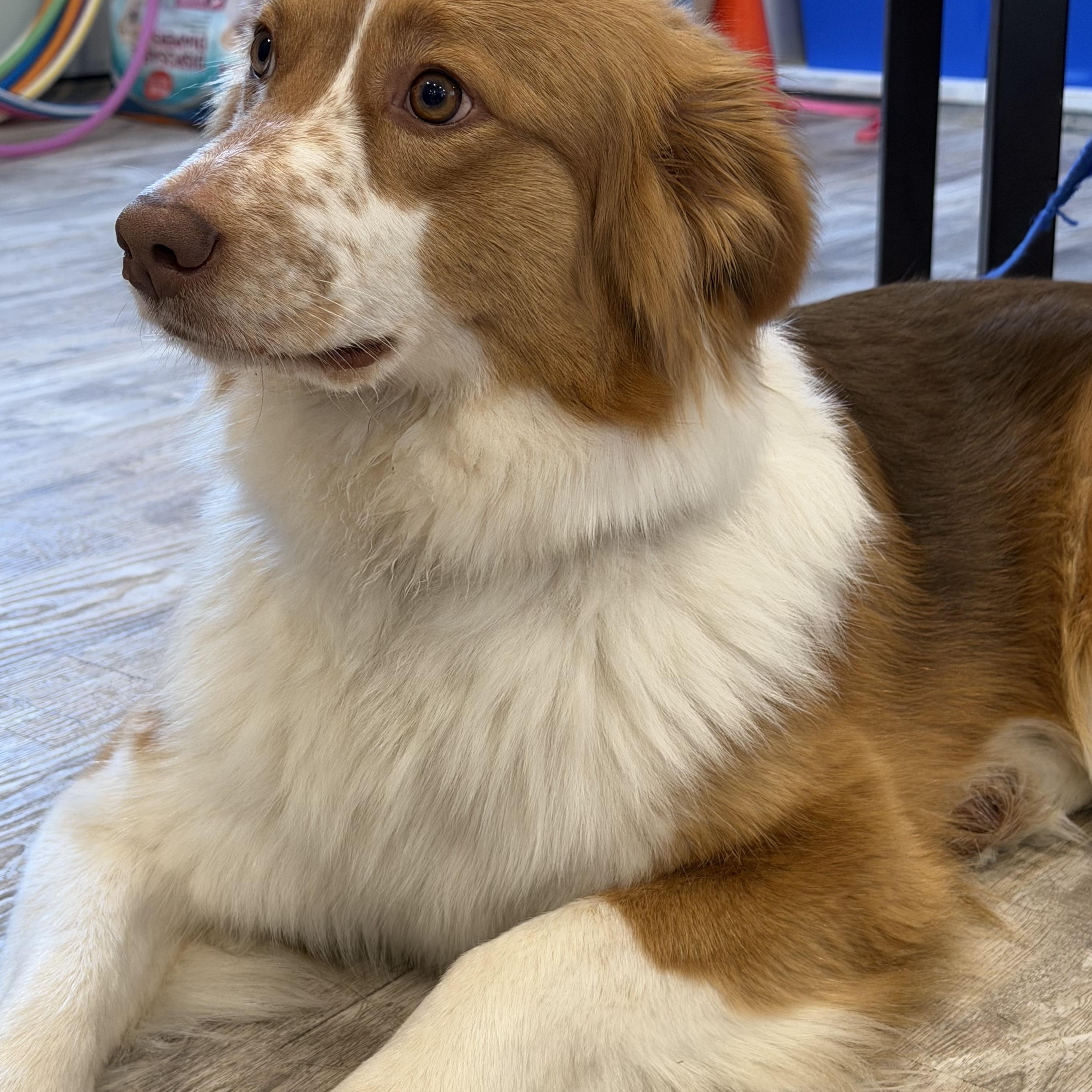 Enlarge Whiskey, a ADOPTABLE Australian Shepherd in Oshawa, ON image 2/3
