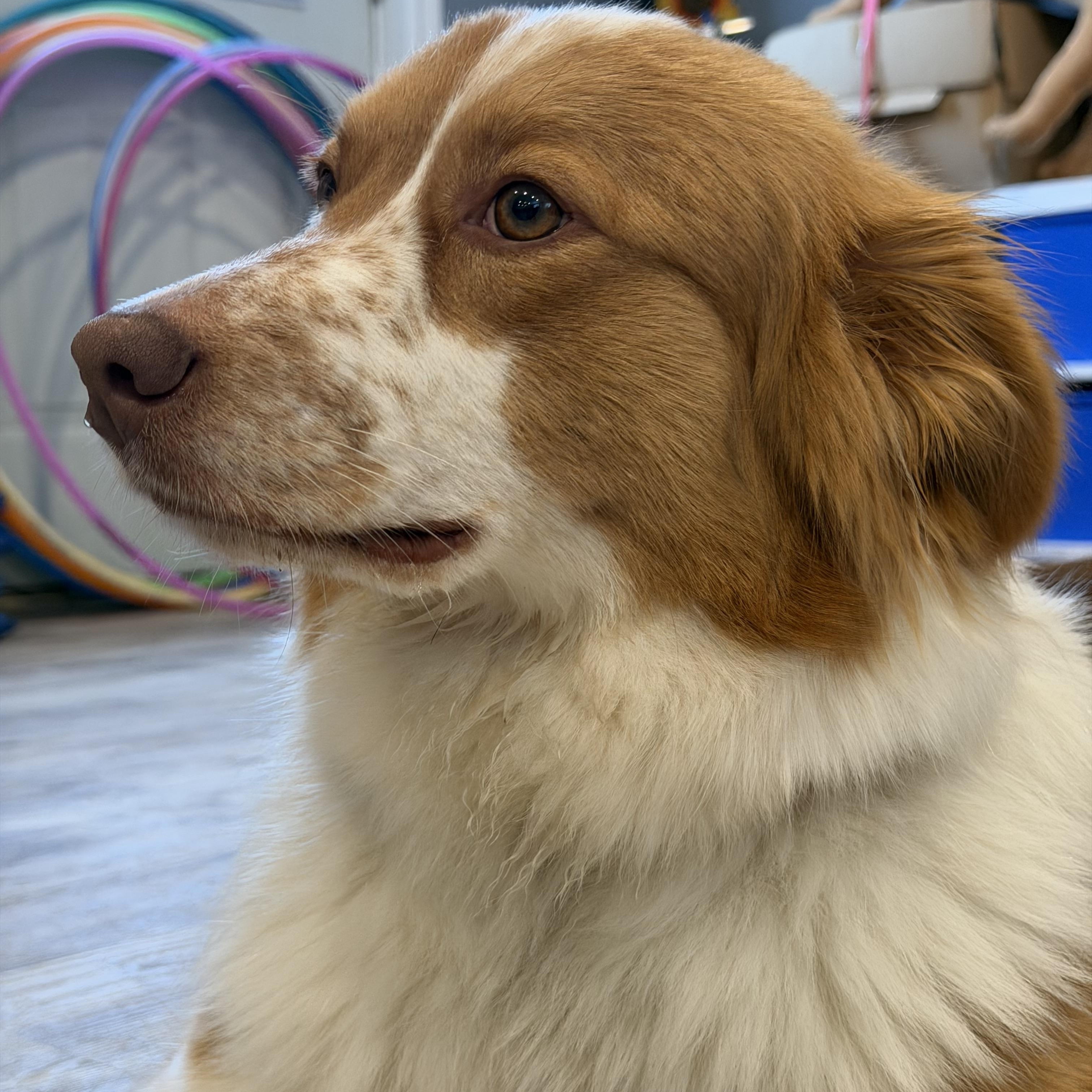 Enlarge Whiskey, a ADOPTABLE Australian Shepherd in Oshawa, ON image 1/3