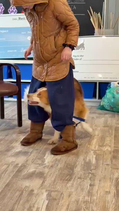 Enlarge Whiskey, a ADOPTABLE Australian Shepherd in Oshawa, ON video 3/3