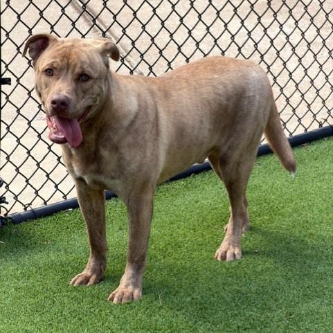 Enlarge Judah, a ADOPTABLE mixed breed in Allen, TX image 2/4