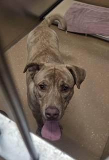 Enlarge Judah, a ADOPTABLE mixed breed in Allen, TX image 4/4