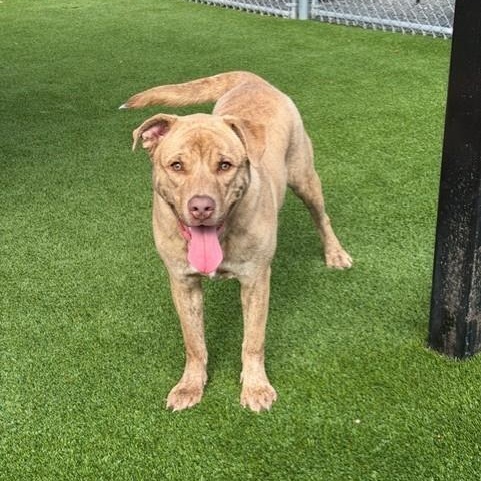 Enlarge Judah, a ADOPTABLE mixed breed in Allen, TX image 1/4