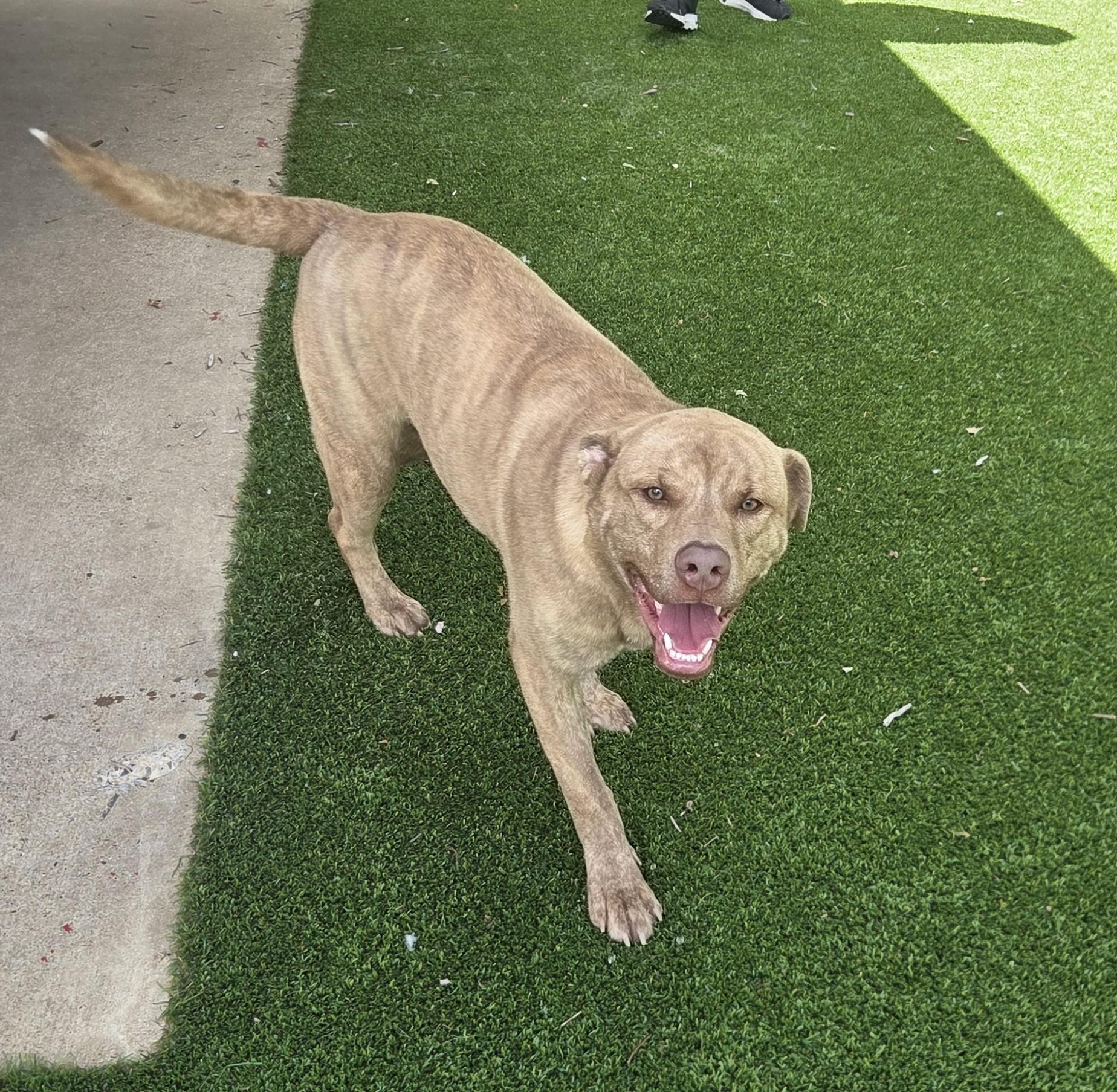 Enlarge Judah, a ADOPTABLE mixed breed in Allen, TX image 3/4