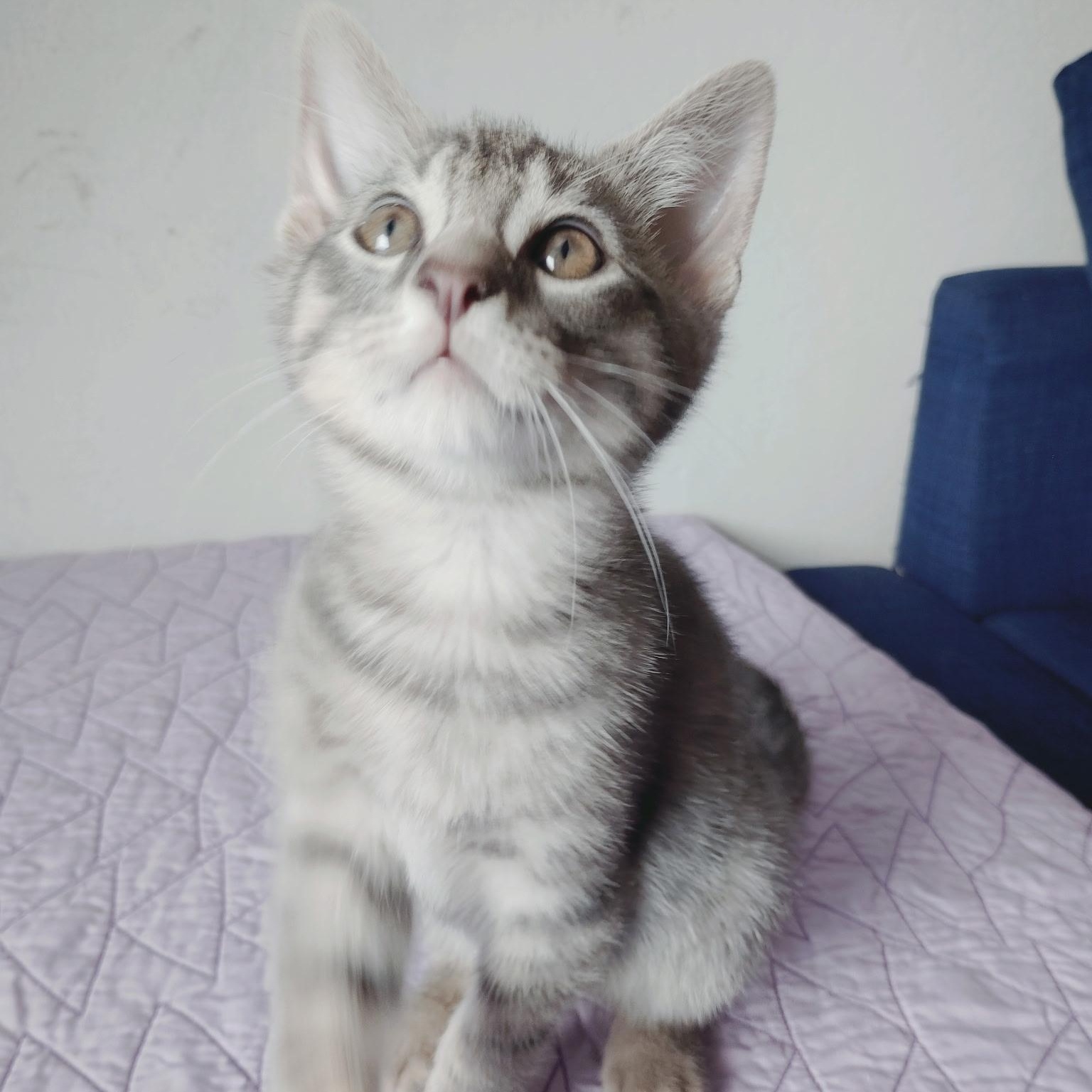 Dash, Adoptable, Kitten Female Tabby.