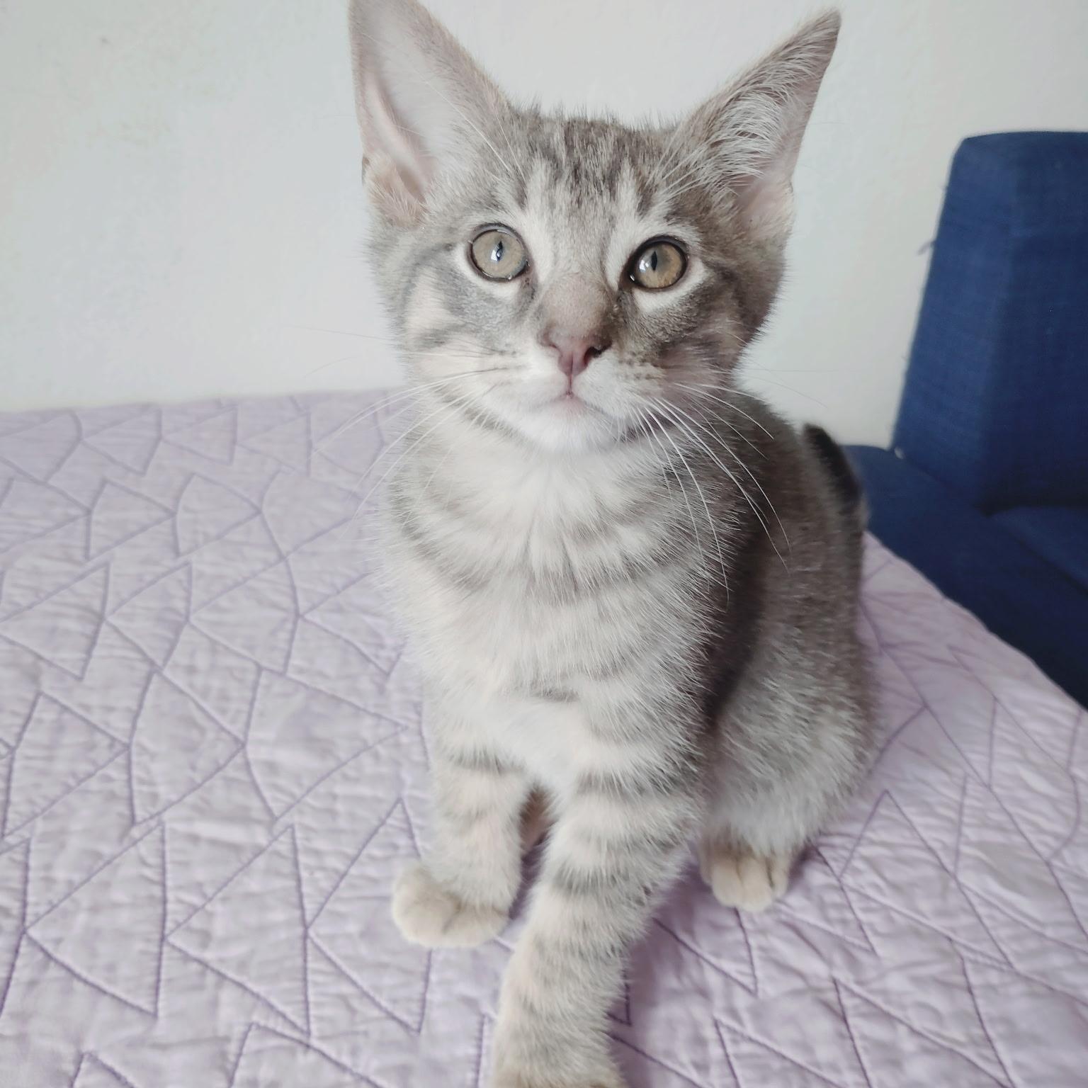 Enlarge Dash, a Adoptable Tabby in Pinole, CA image 2/2