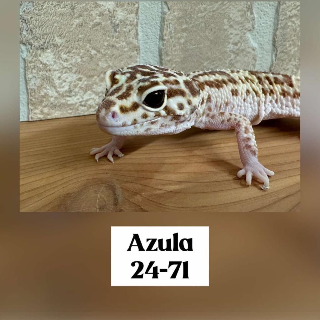 AZULA 24-71 LEO, Adoptable, Adult Female Gecko.