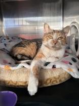 Enlarge Finch, a Adoptable Domestic Short Hair in Manitowoc, WI image 1/1