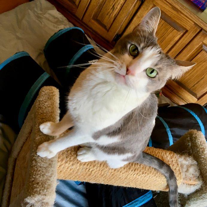 Enlarge Stormie, an adoptable mixed breed in Tulsa, OK image 3/6