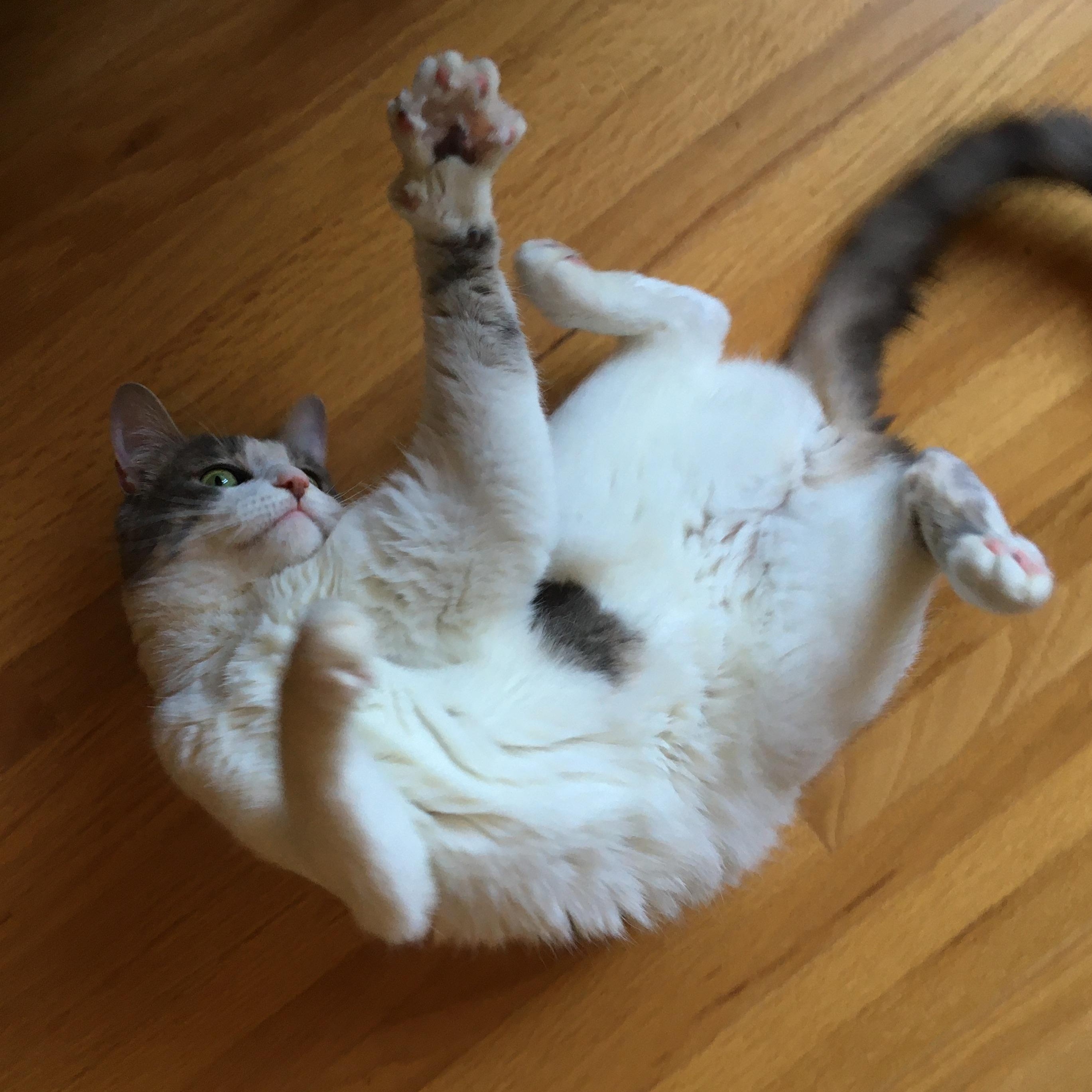 Stormie, adoptable, Adult Female Tabby & Domestic Medium Hair.