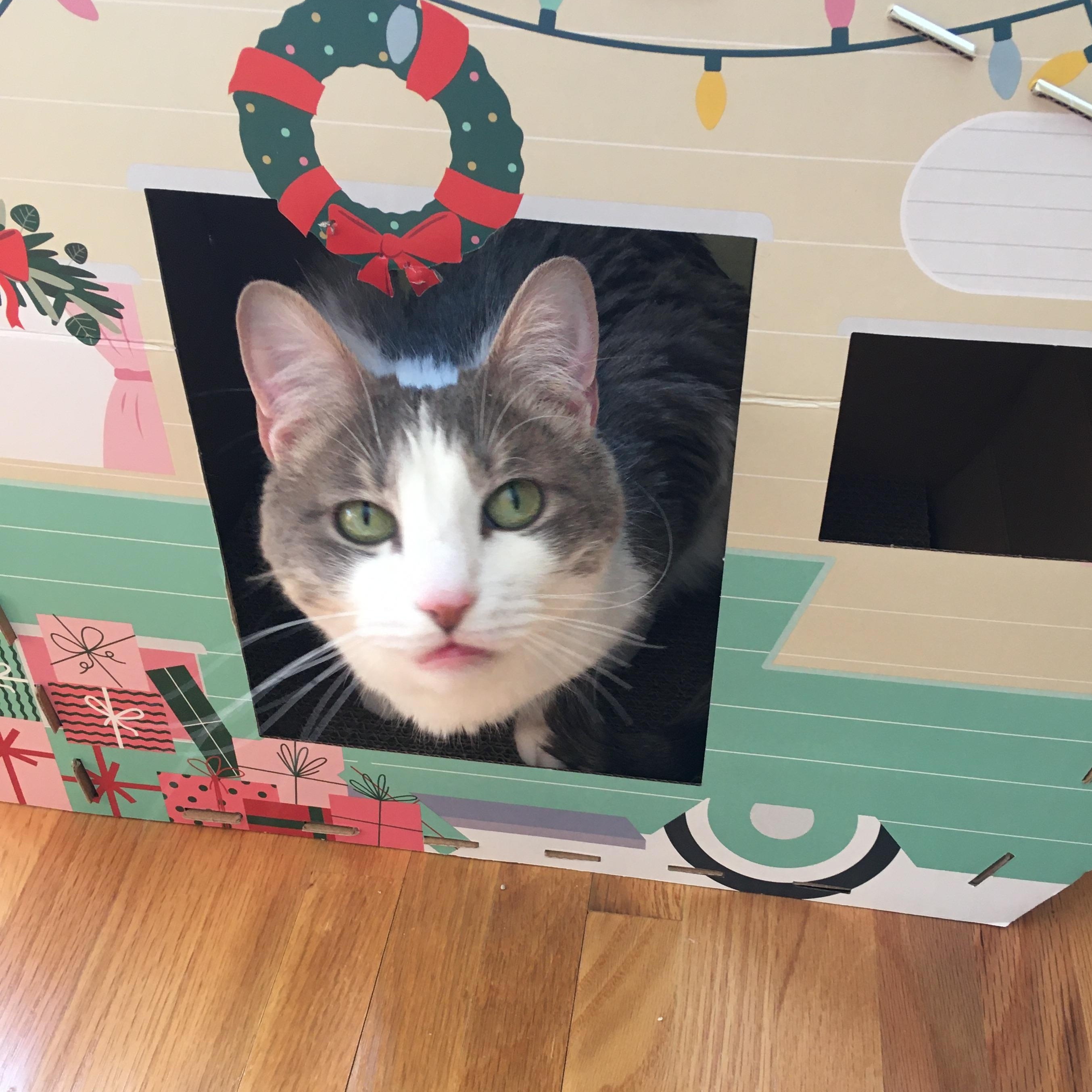 Enlarge Stormie, an adoptable mixed breed in Tulsa, OK image 4/6