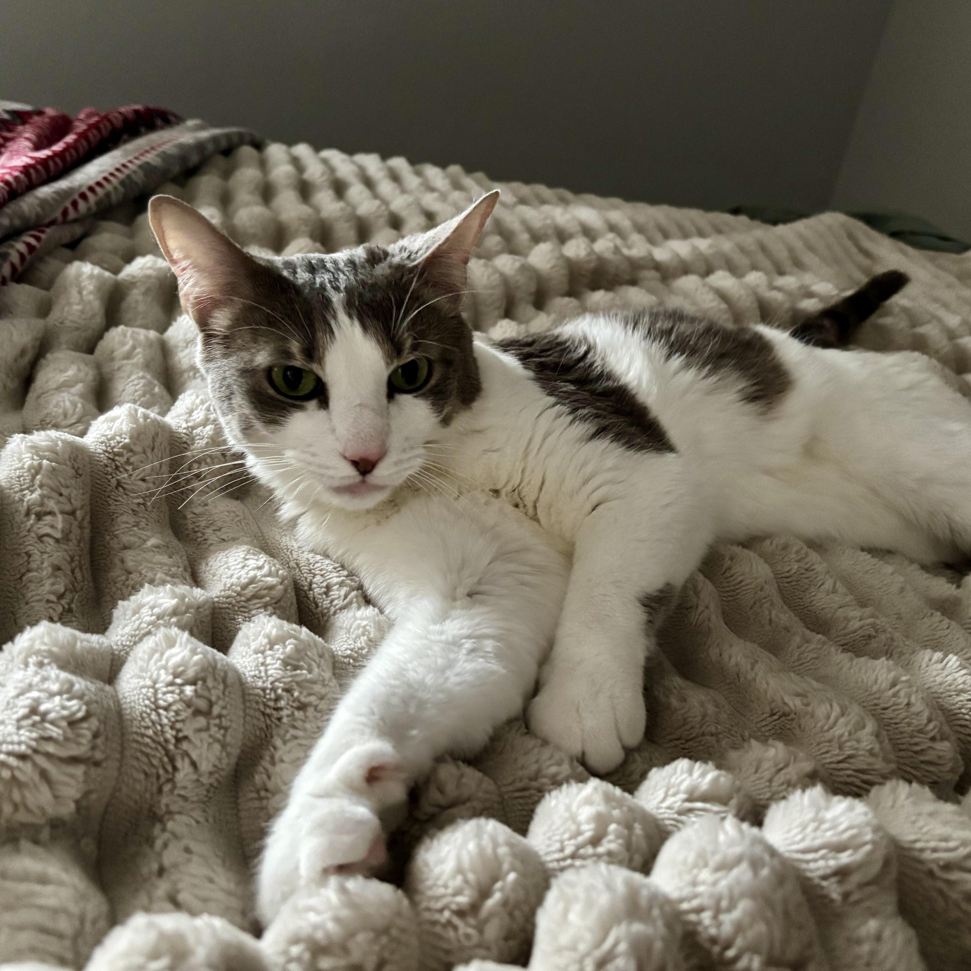 Enlarge Stormie, an adoptable mixed breed in Tulsa, OK image 5/6