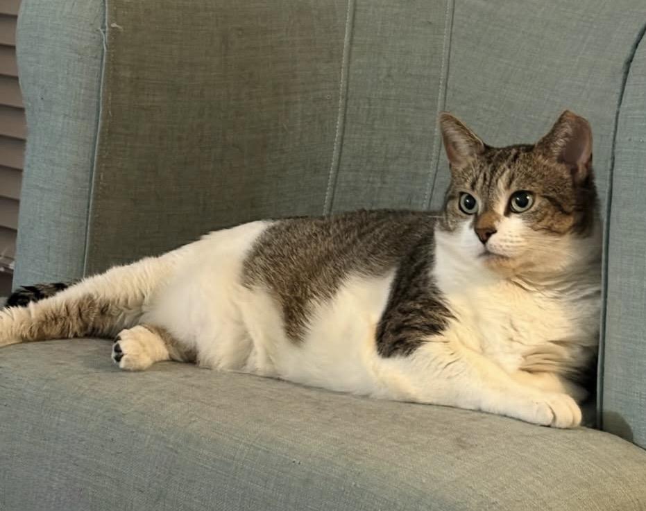 Enlarge Vanessa, a Adoptable Domestic Short Hair in Alexandria, VA image 4/6