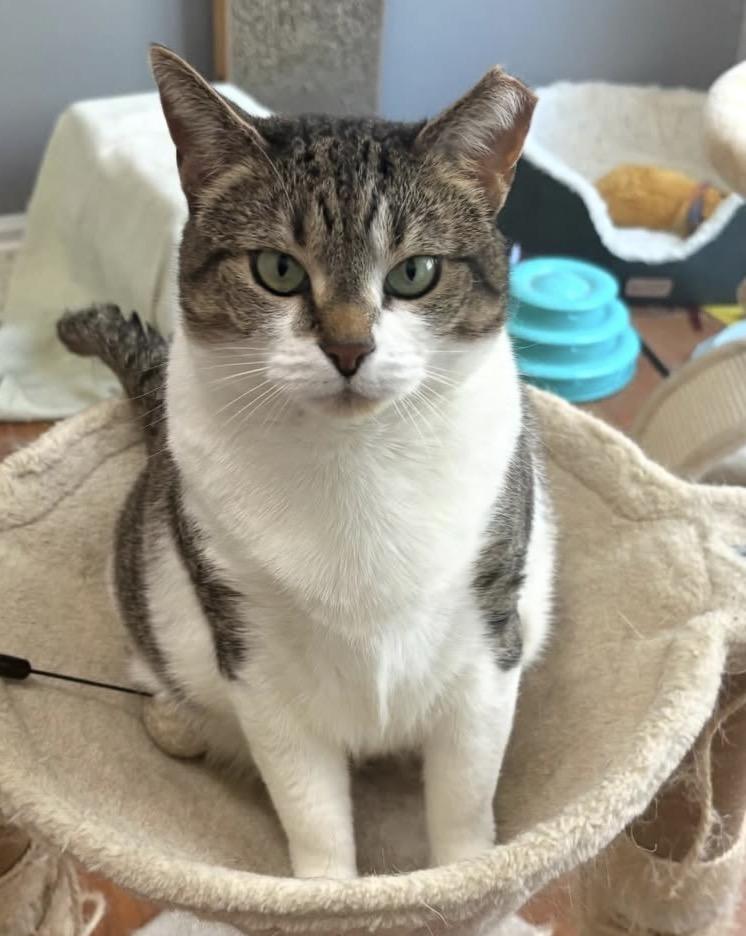 Enlarge Vanessa, a Adoptable Domestic Short Hair in Alexandria, VA image 1/6