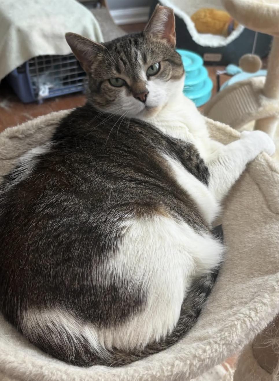 Enlarge Vanessa, a Adoptable Domestic Short Hair in Alexandria, VA image 3/6