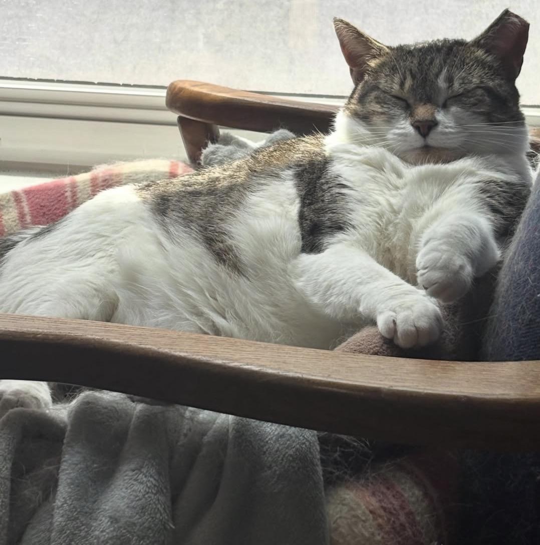 Enlarge Vanessa, a Adoptable Domestic Short Hair in Alexandria, VA image 5/6