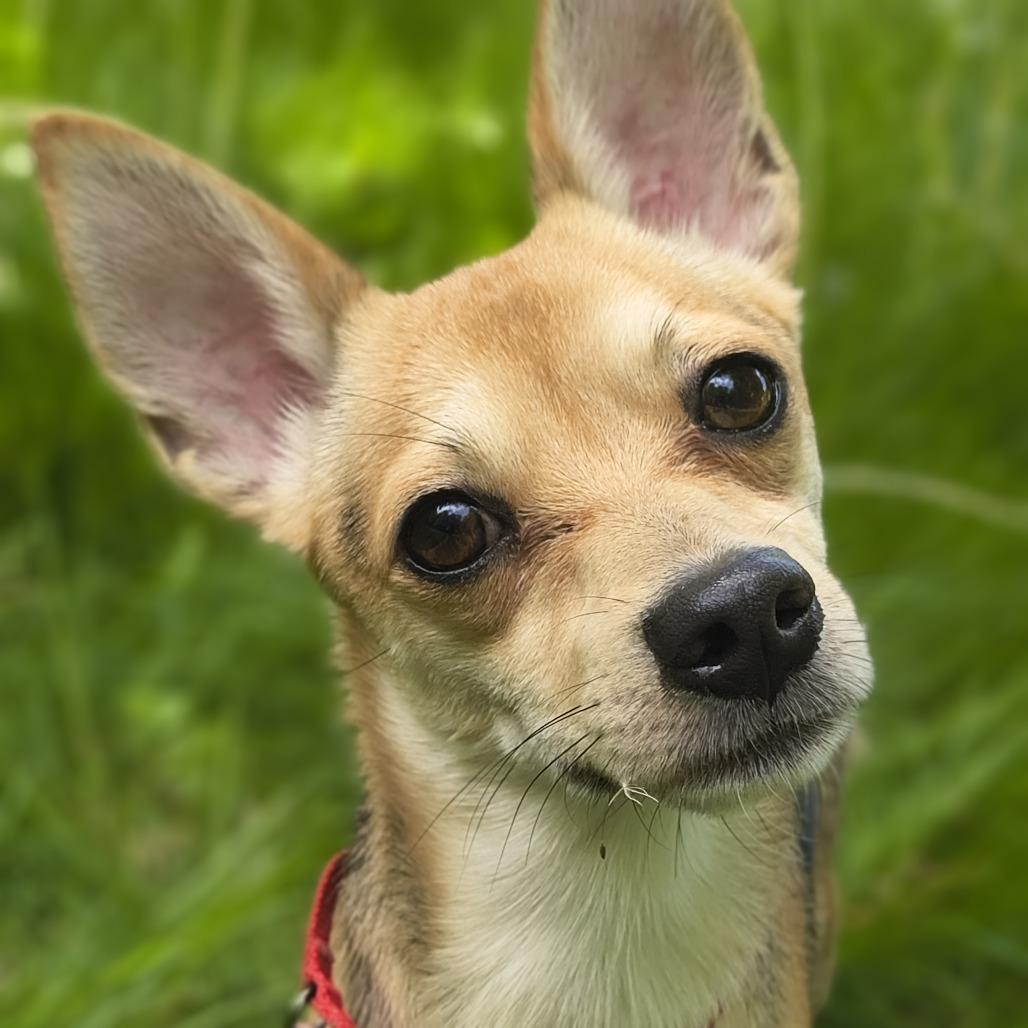 Brent, Adoptable, Young Male Chihuahua.