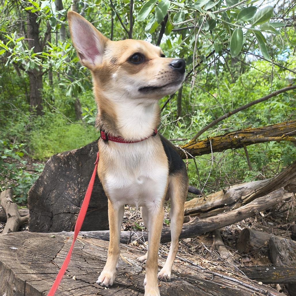 Enlarge Brent, a Adoptable Chihuahua in Othello, WA image 3/6