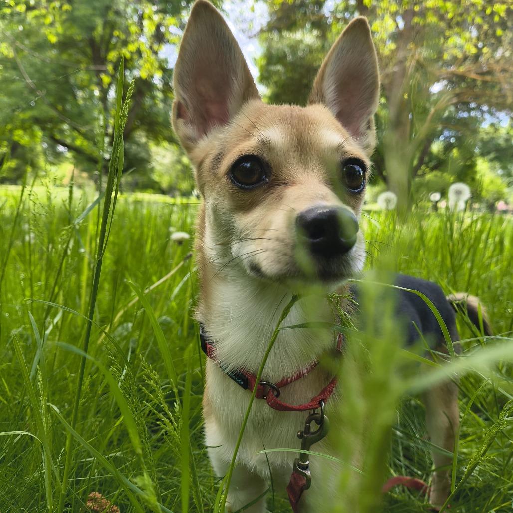 Enlarge Brent, a Adoptable Chihuahua in Othello, WA image 4/6